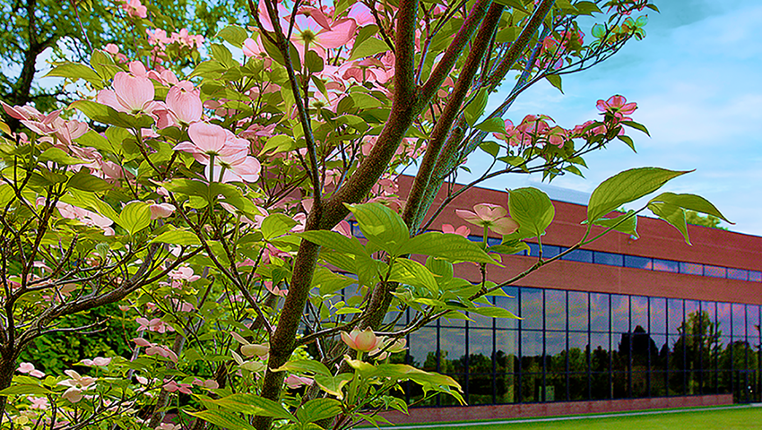 A tree blooms in spring on the LLCC Springfield campus.