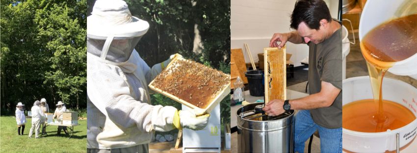 College of four photos showing beekeepers, bees, honeycomb and creating honey from the honeycomb