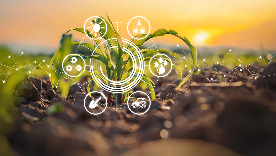 Crop and soil science depicted through an image of a corn plant in a dirt field.