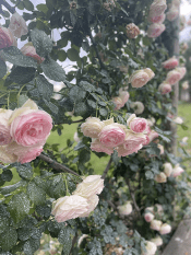 Pink roses growing on a wall arbor
